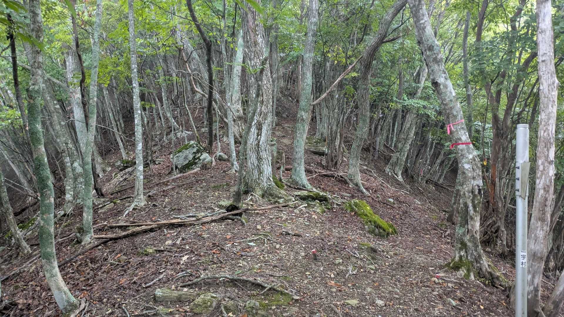 YAMAP地図上の左の尾根に行っては駄目と書いてて右のピンクテープに行くのが正解みたいで😙