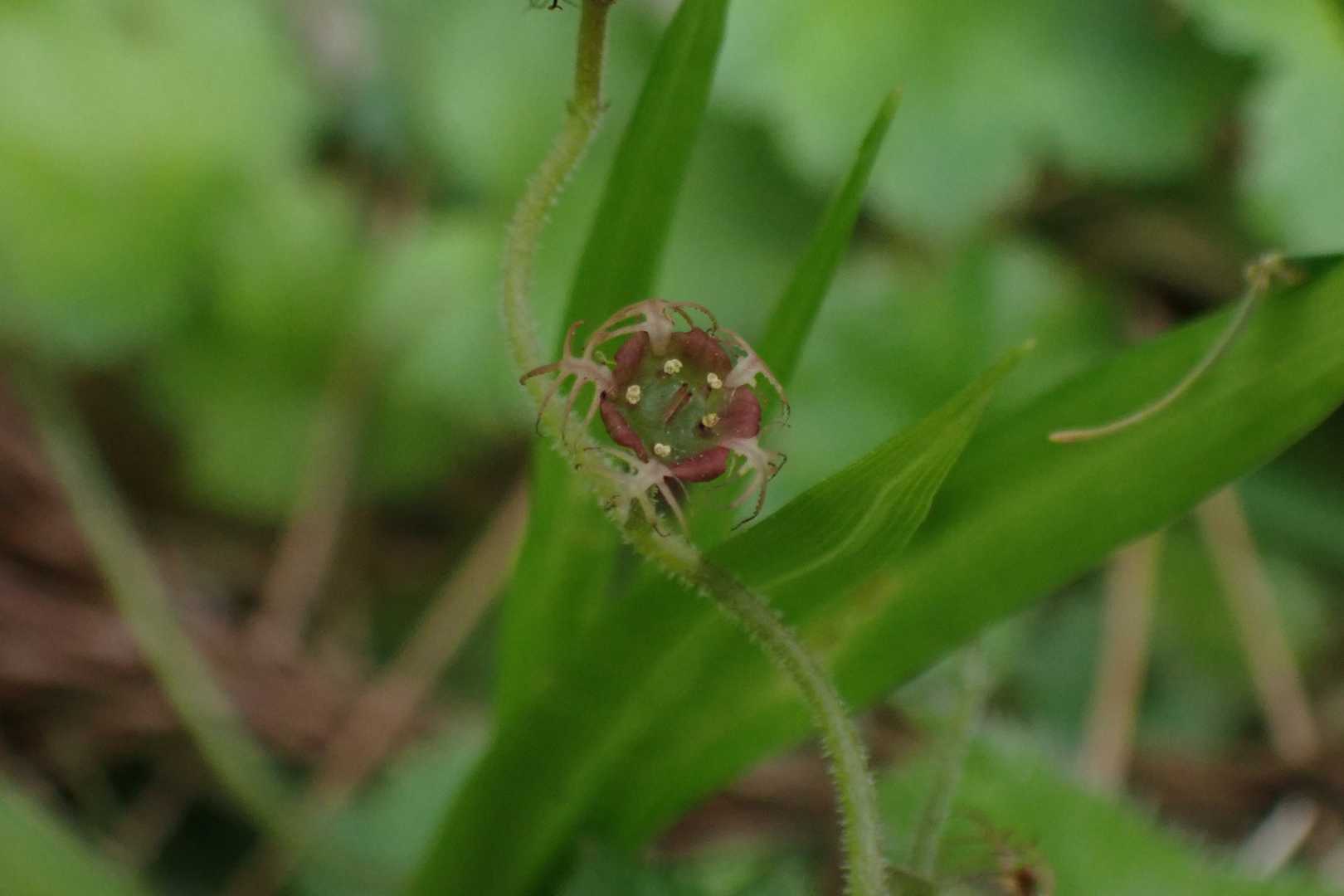 コチャルメル