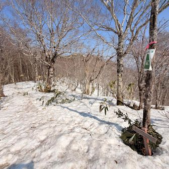 尾根に出てなだらかになった
あと500m