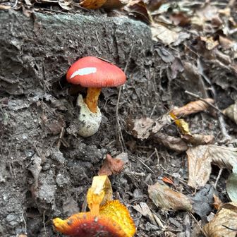 うほ！来年は 食してみたい タマゴダケ