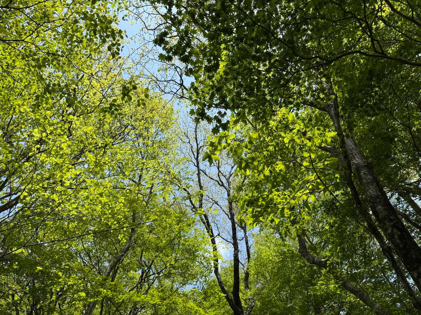 新緑と青空
