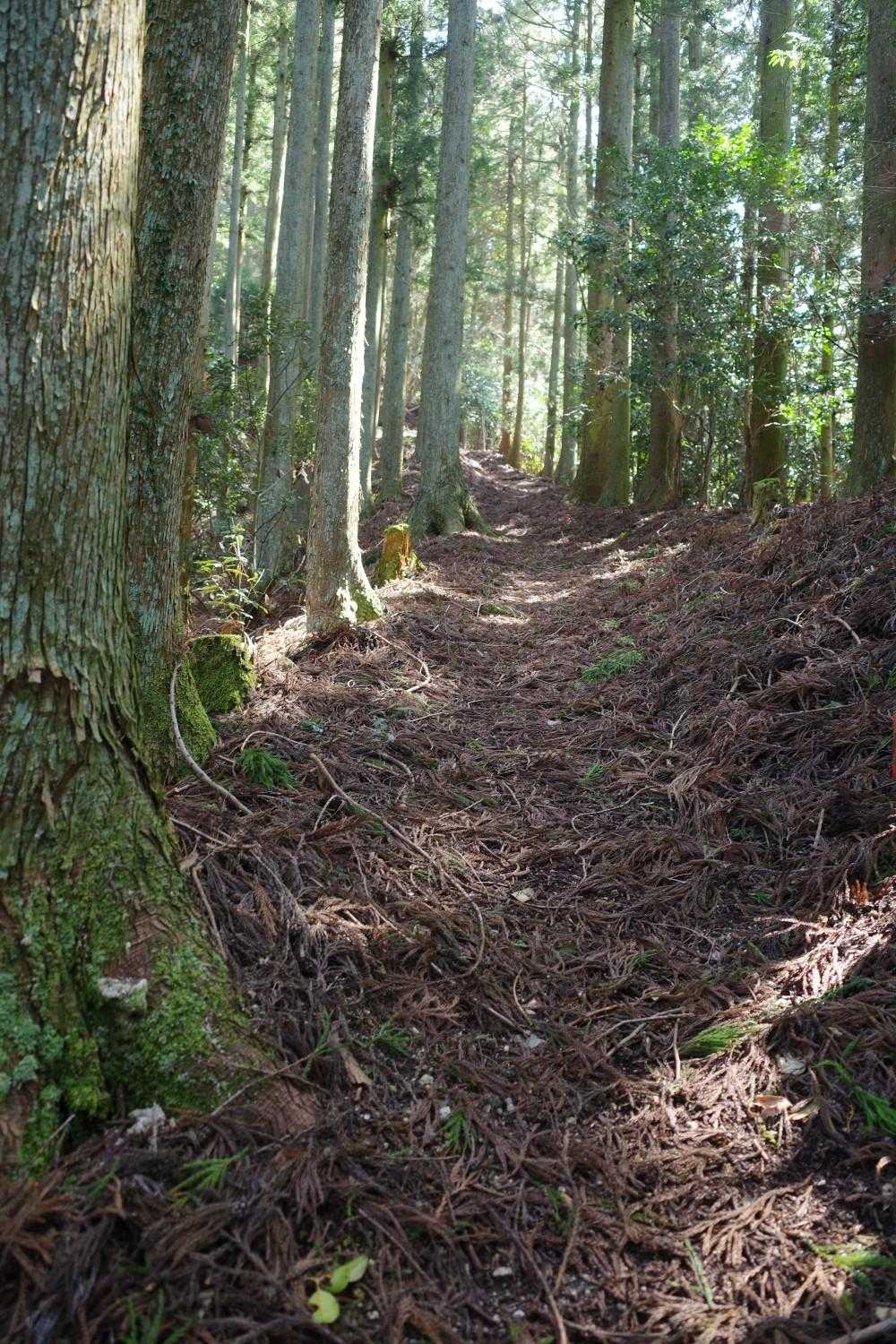 階段のない箇所はフカフカ登山道
