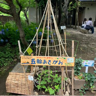 五輪あさがお
今年はワールドカップを応援して咲いてくれるかな？