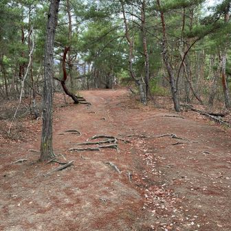 登山道は整備されていて歩きやすいです