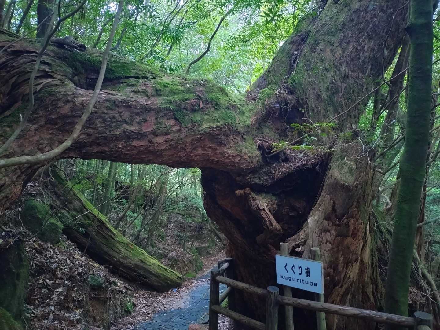 今日もくぐります🌲