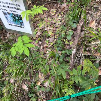 鷹取山のセンボンヤリ