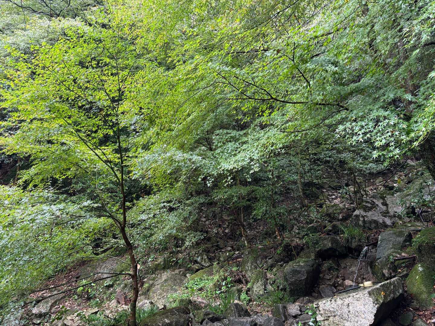 で、今週は宝満山へ