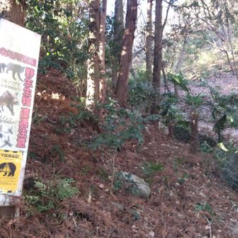 野生生物　遭遇注意