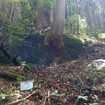 石割杉、良い感じですね