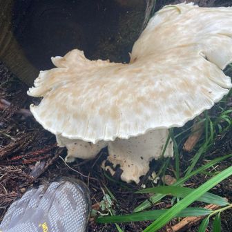 ここにも