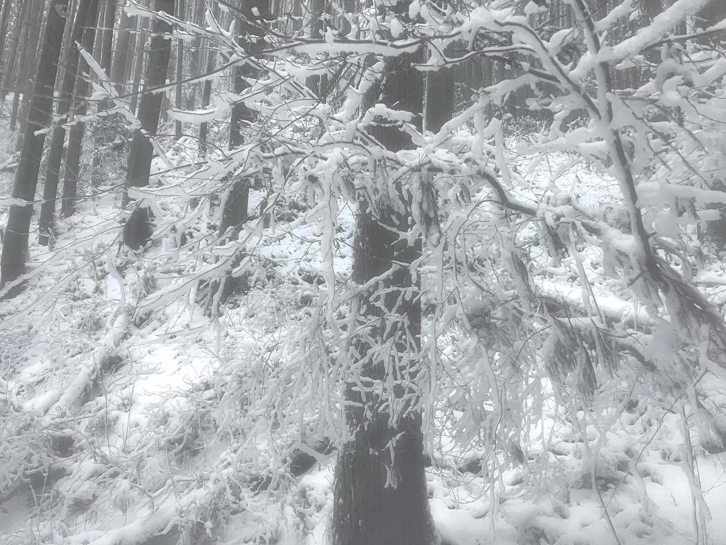 雪が舞い散ってて幻想的