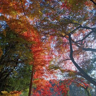 今年は長い期間、紅葉を楽しめました