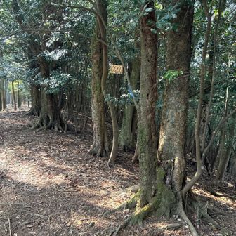 やっとたどり着いた"どんどん"