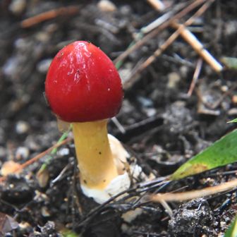 たまご茸、