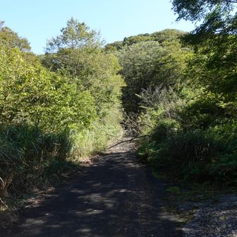 抜土まで降りてきました。ここまで車で来れないかと思ったのですが、どうなんでしょうね？
