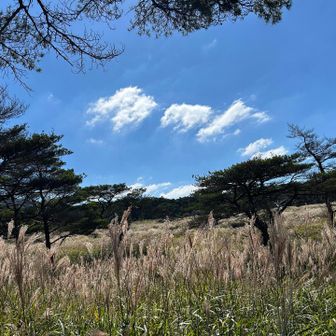 登山口はあまり一面すすき野原✨爽やかな風が心地よい♪
