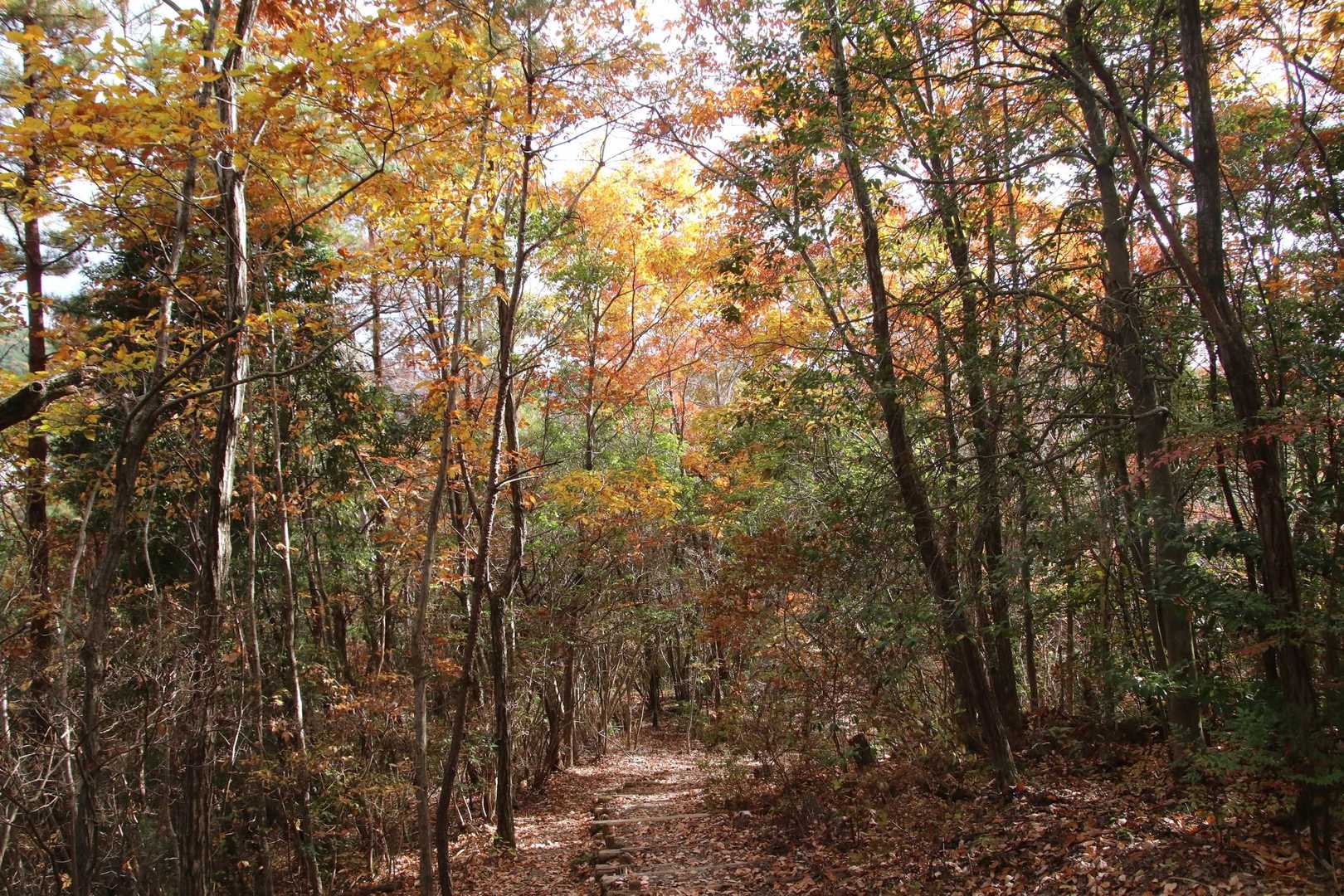 西高森山 周回コースの写真