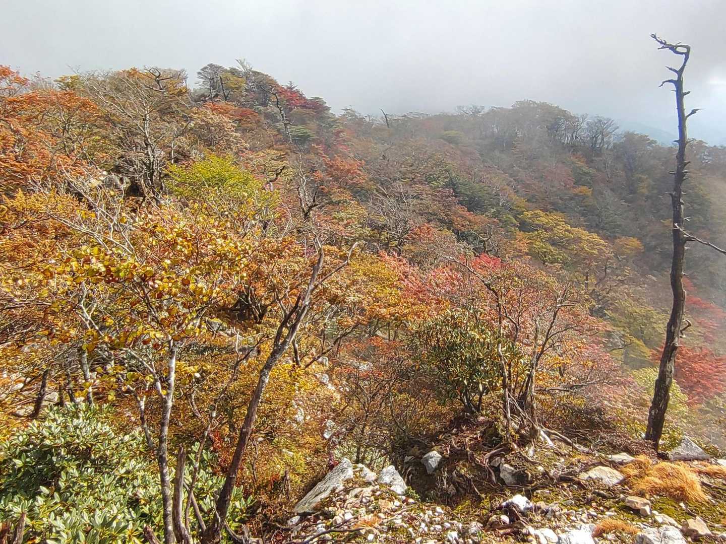 ほぉ〜紅葉してるね🍁