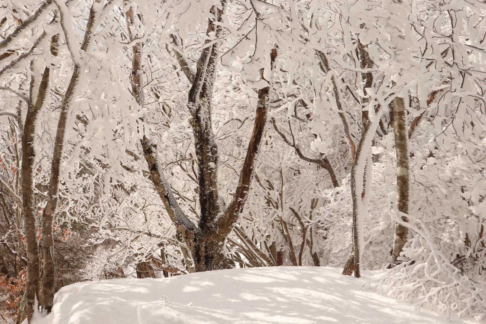 陽射しに照らされた霧氷。