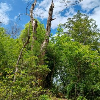 山頂手前の木🌳