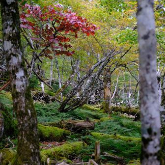 宮崎駿の世界に来たような・・・🤔