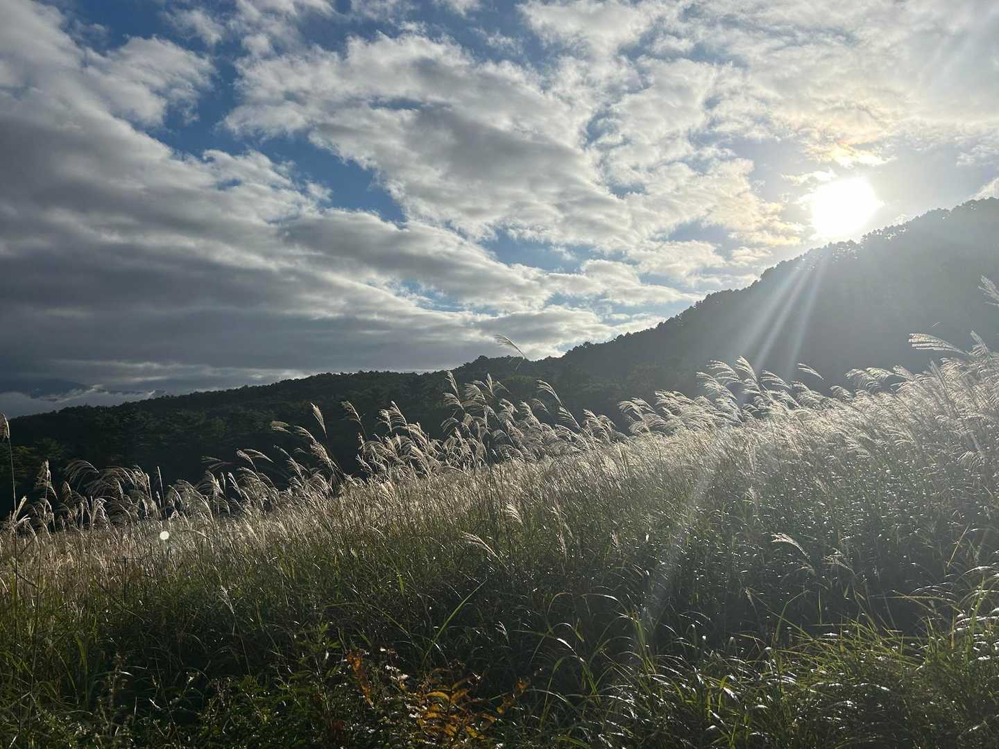 裏磐梯登山口からスタート🥾
すすき🌾野原のスキー場を上がって行きます➰
