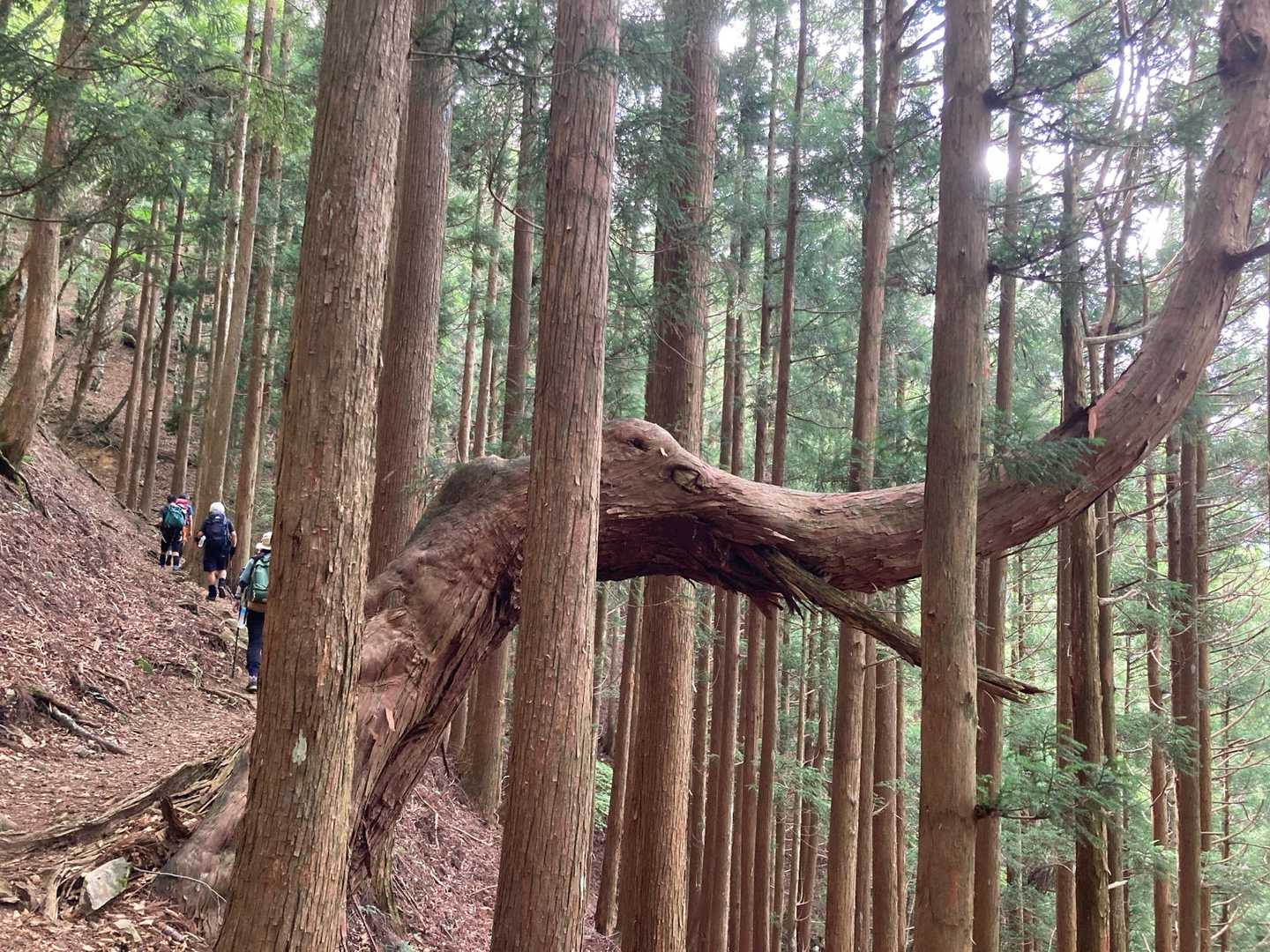 母公堂ー稲村ヶ岳　往復コースの写真