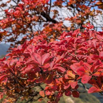 シロヤシオの紅葉
真っ赤になったものもありました！