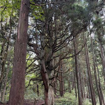 本日2度目🌲