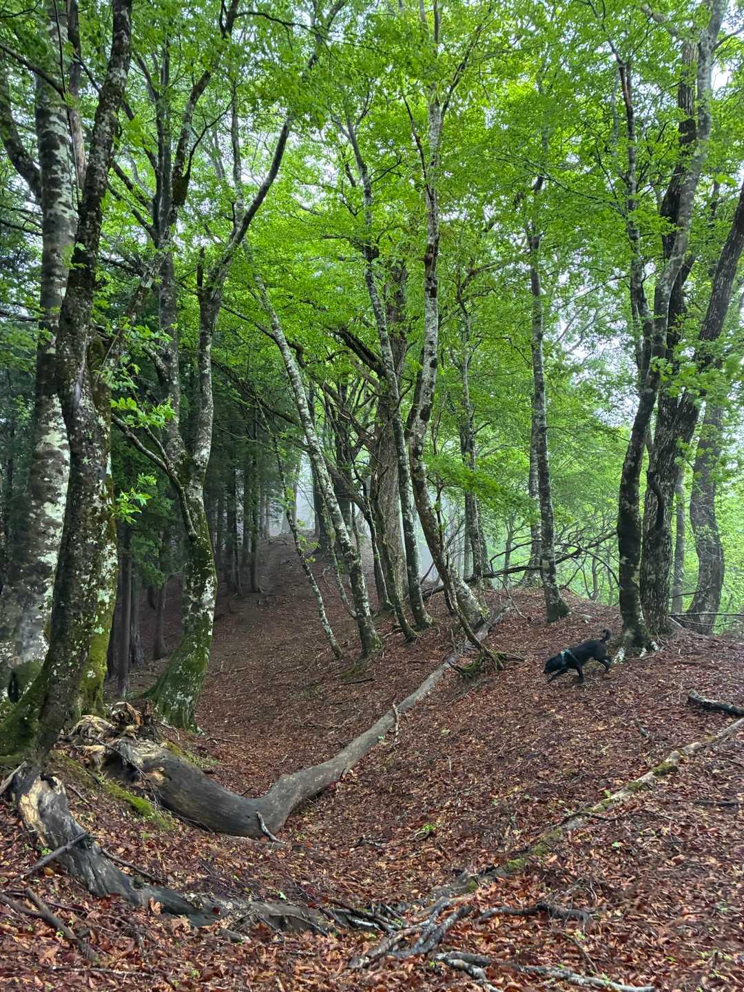 三久安山登山口-三久安山 往復コースの写真