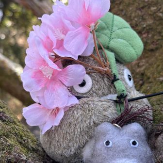 トトロ桜バージョンに変わってた🌸🥰