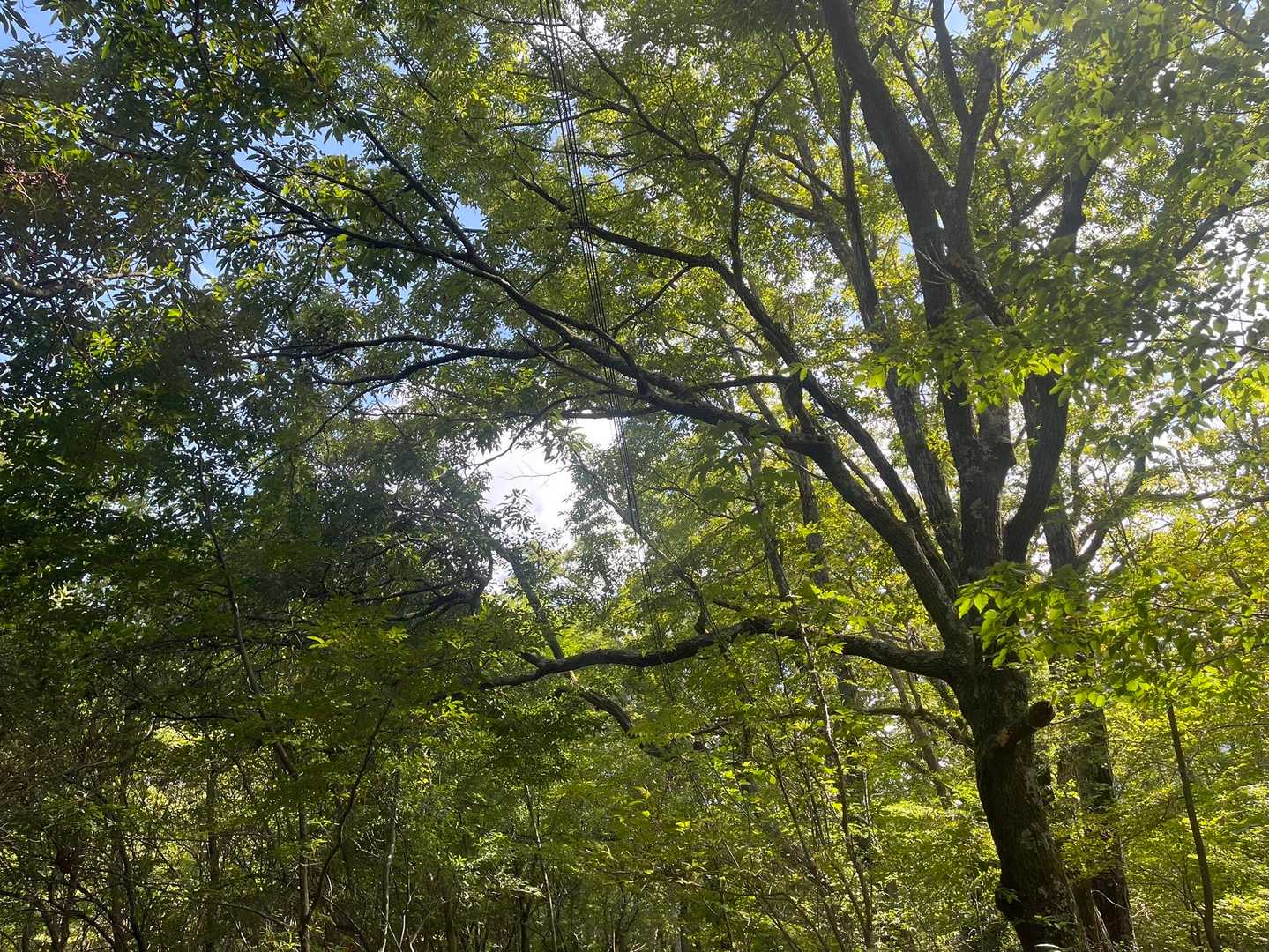 まずは気持ちのいい森林を歩きます🍀*゜