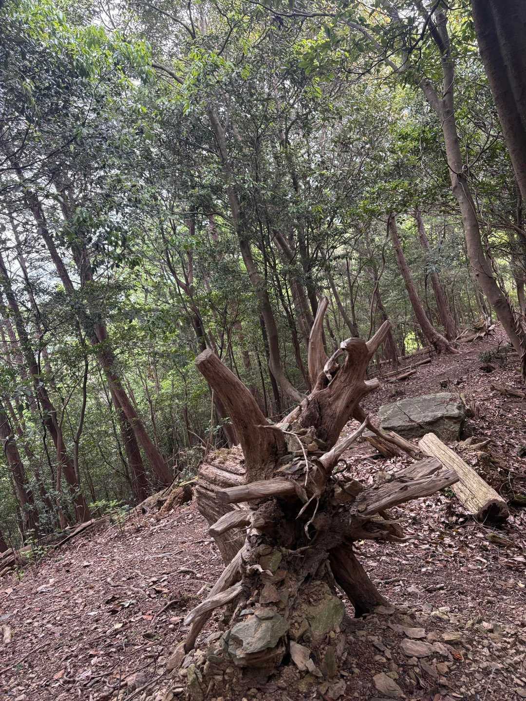 では的山目指して🗻