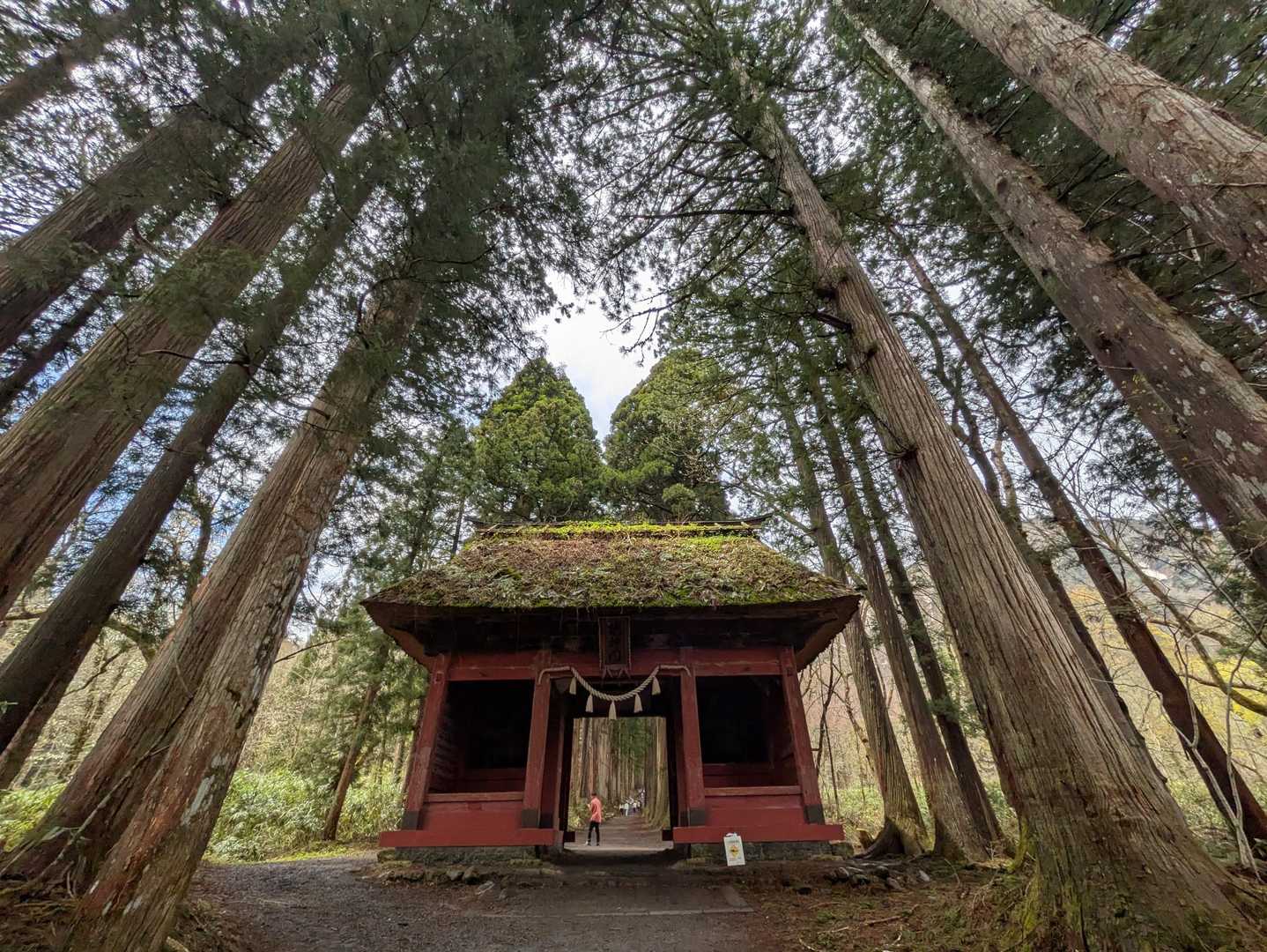 随神門と樹齢400年以上の杉並木
