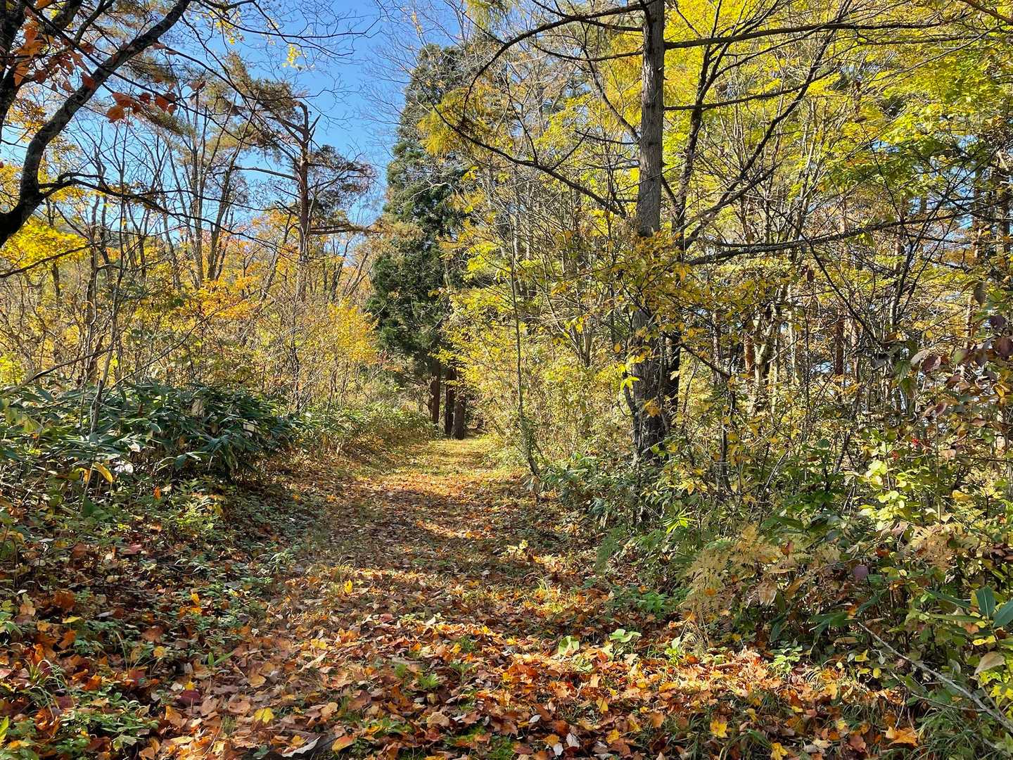 広〜い登山道　グットな🍂🍂🍂ロード💕
　この後　急な斜面登りが有ります💦