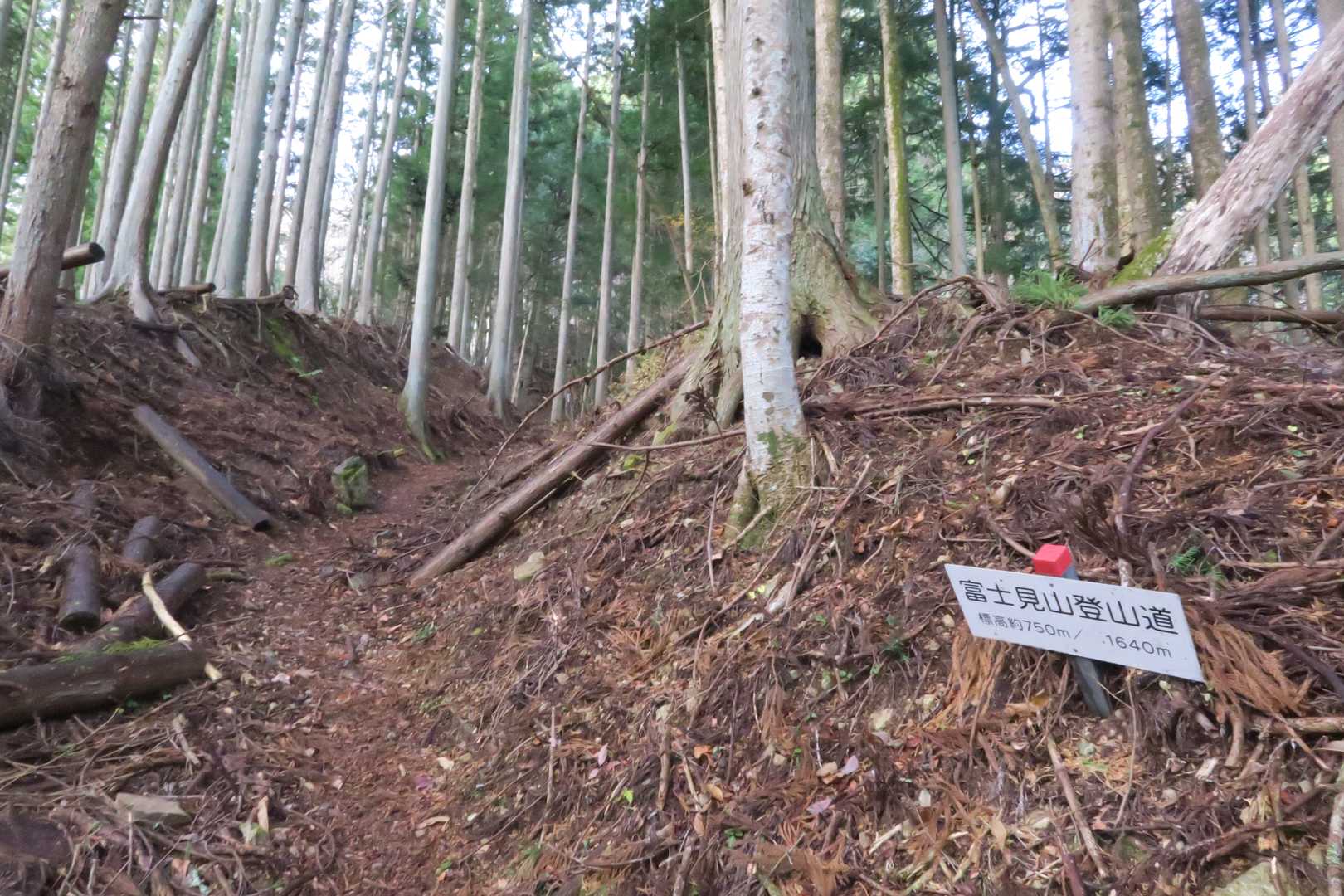 この登山道は50mごとに標識があるのでリズムを掴みやすい