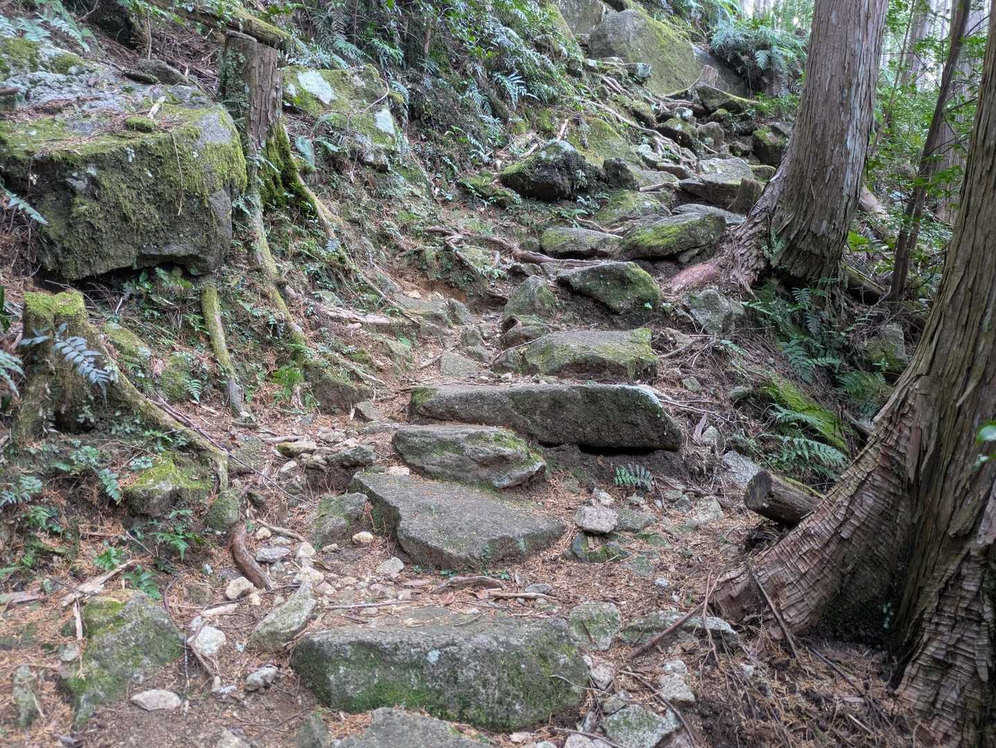 下山は激下り、悪路🤣