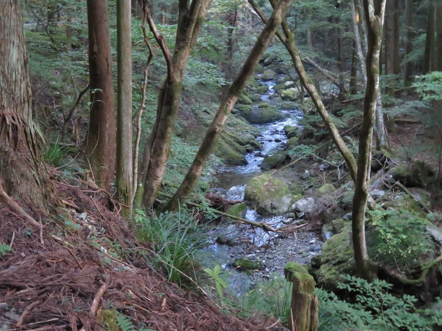 入間川の源流