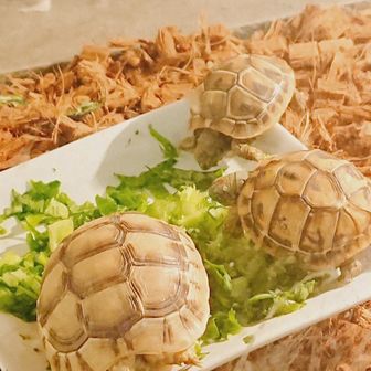 🅼🅴🅶🆄🅼🅸ᵕ̈* 