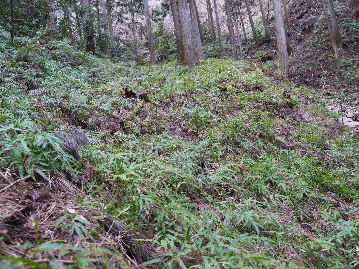 斜面を覆うオオバイノモトソウ