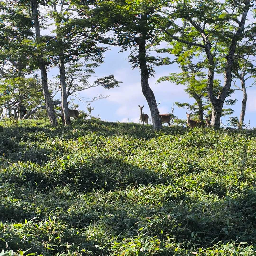 釈迦ヶ岳往復 | 360度に広がる大パノラマ。お釈迦様と奥駈道の稜線歩きの写真