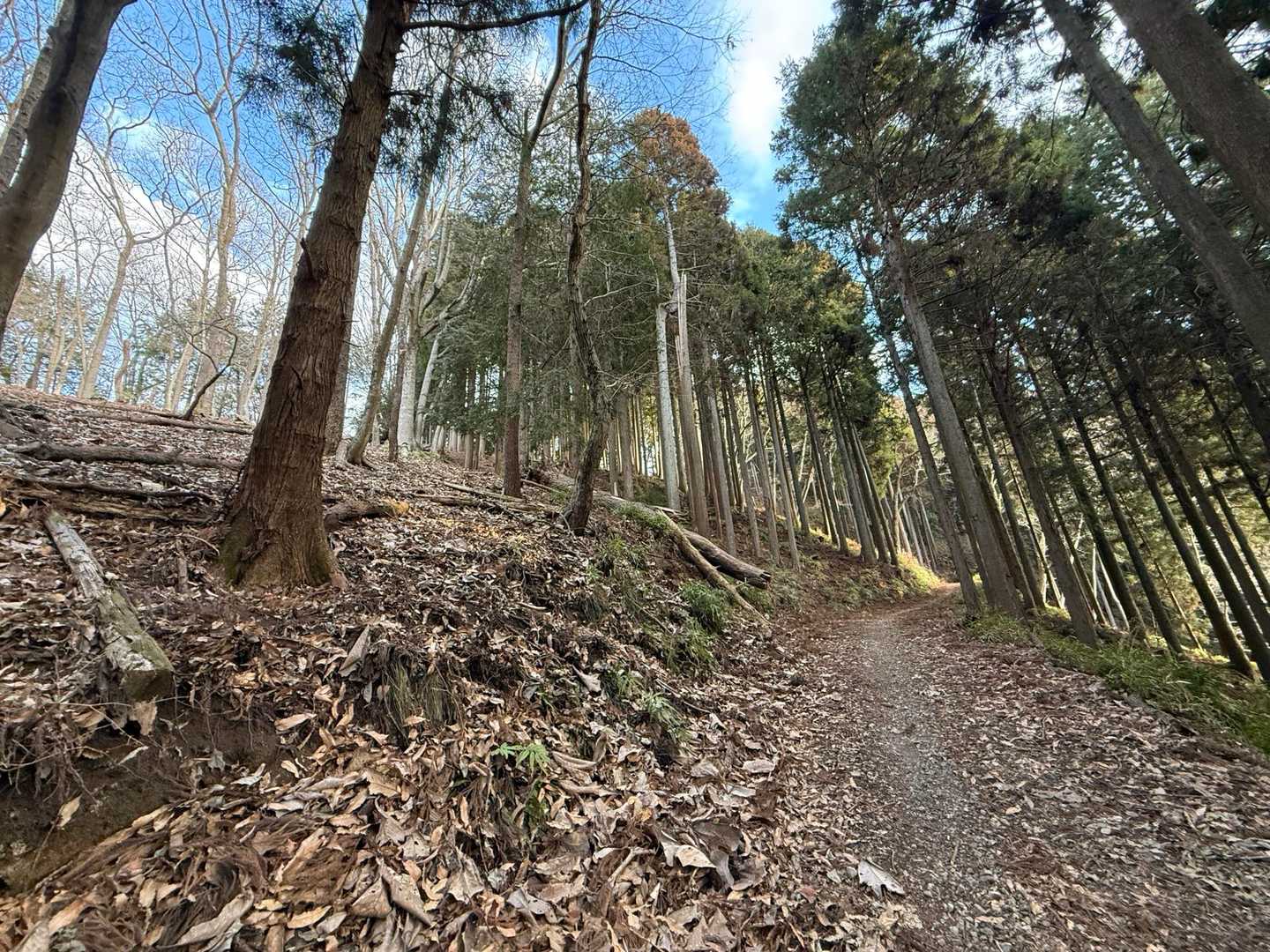 こんな道です。作業道なんでしょうね。でもアスファルトの林道より全然歩きやすかったです。