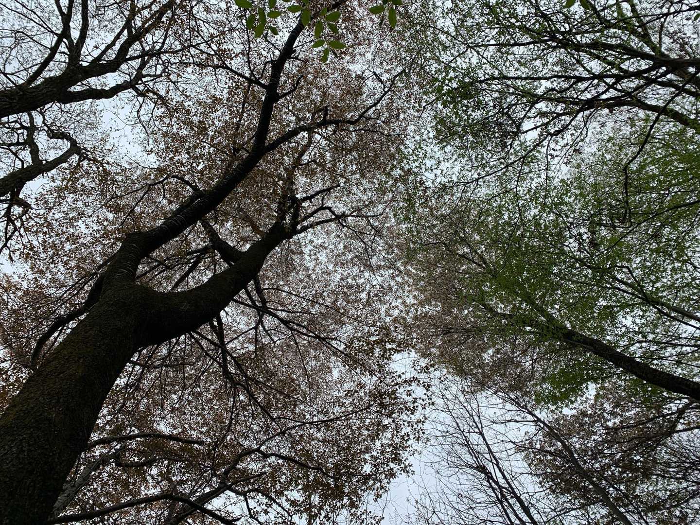 上を見上げると山桜

終盤でした

おそらく、行きの、沢の終点林道の
所から、右側上に見えていた、山桜のあたり
だと思います