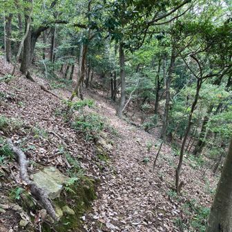 タイコ岩の先まで戻り、下山
山の中、っぽい登山道ですね
