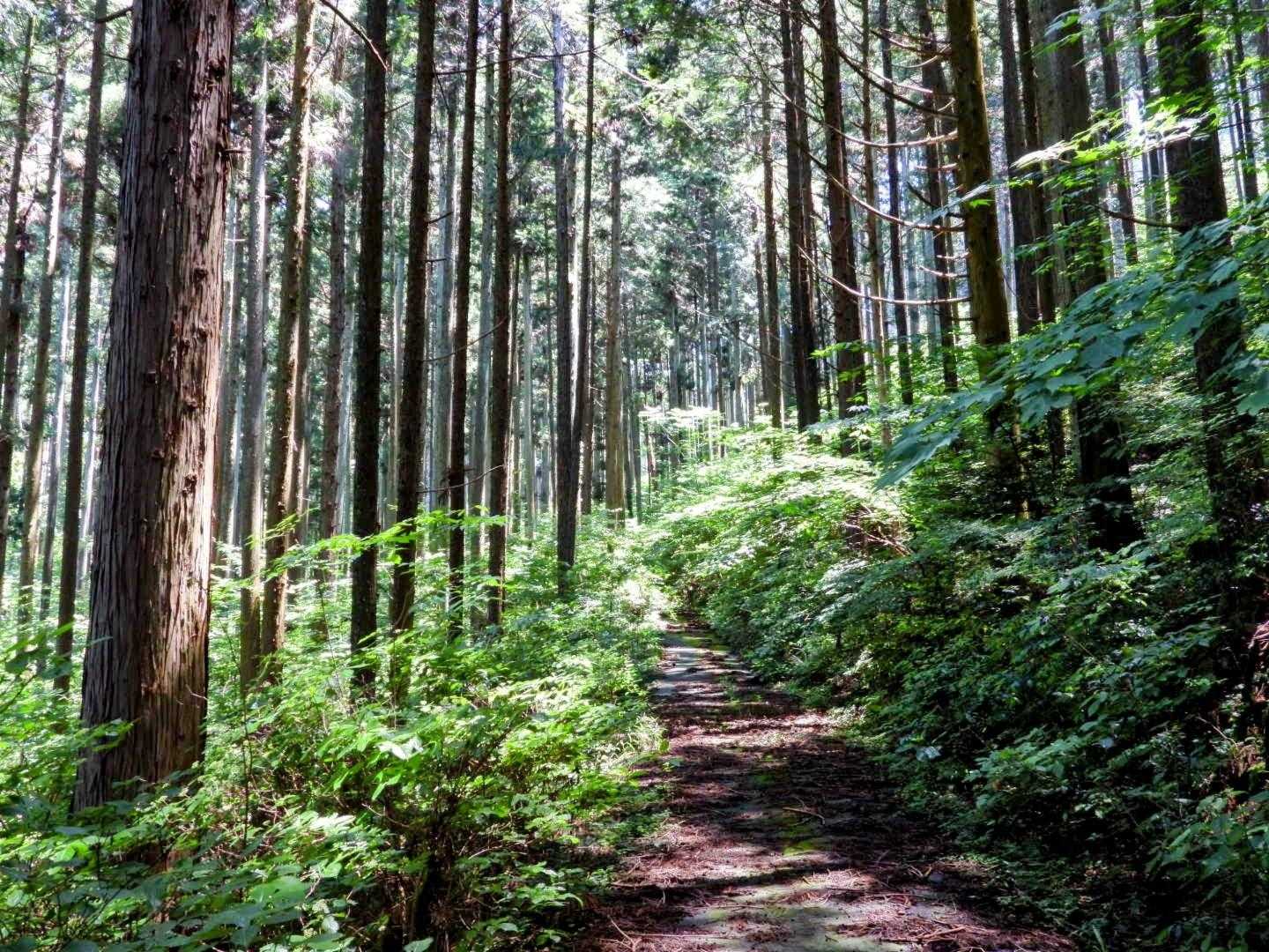 林道は広いですが、あまり人が来ないのか蜘蛛の巣を枝で払いながら進みます😆