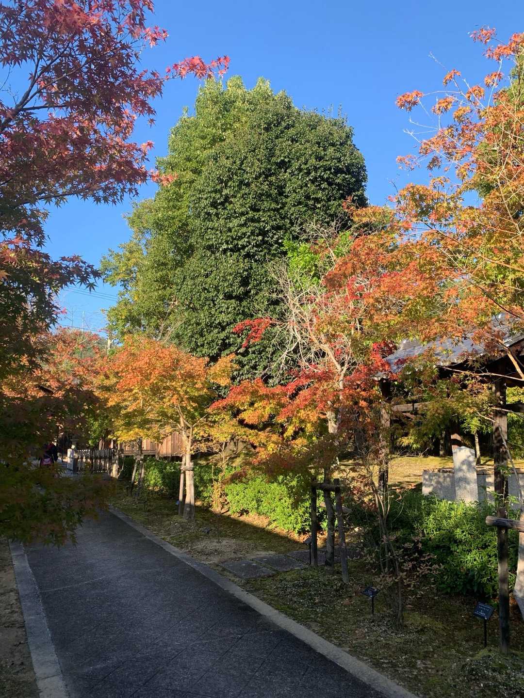 仁和寺境内の紅葉🍁すすんでますね