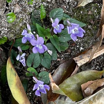 すみれのは〜な〜🎶