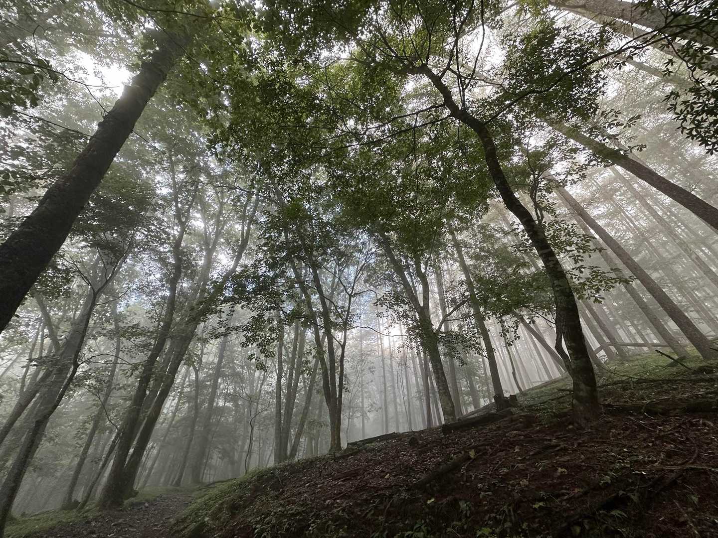 登り始めは小雨