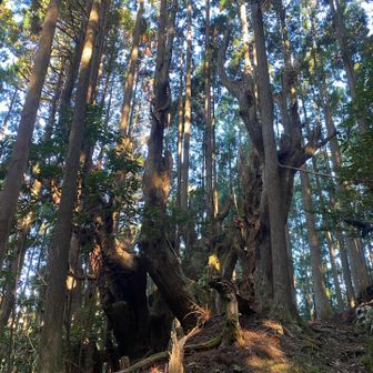 吉村家跡の杉の防風林。樹齢500年、幹周り4～8mの樹が何本か残っている。吉村家は旅籠も営んでいて、昭和23年頃まで居住していたとか。