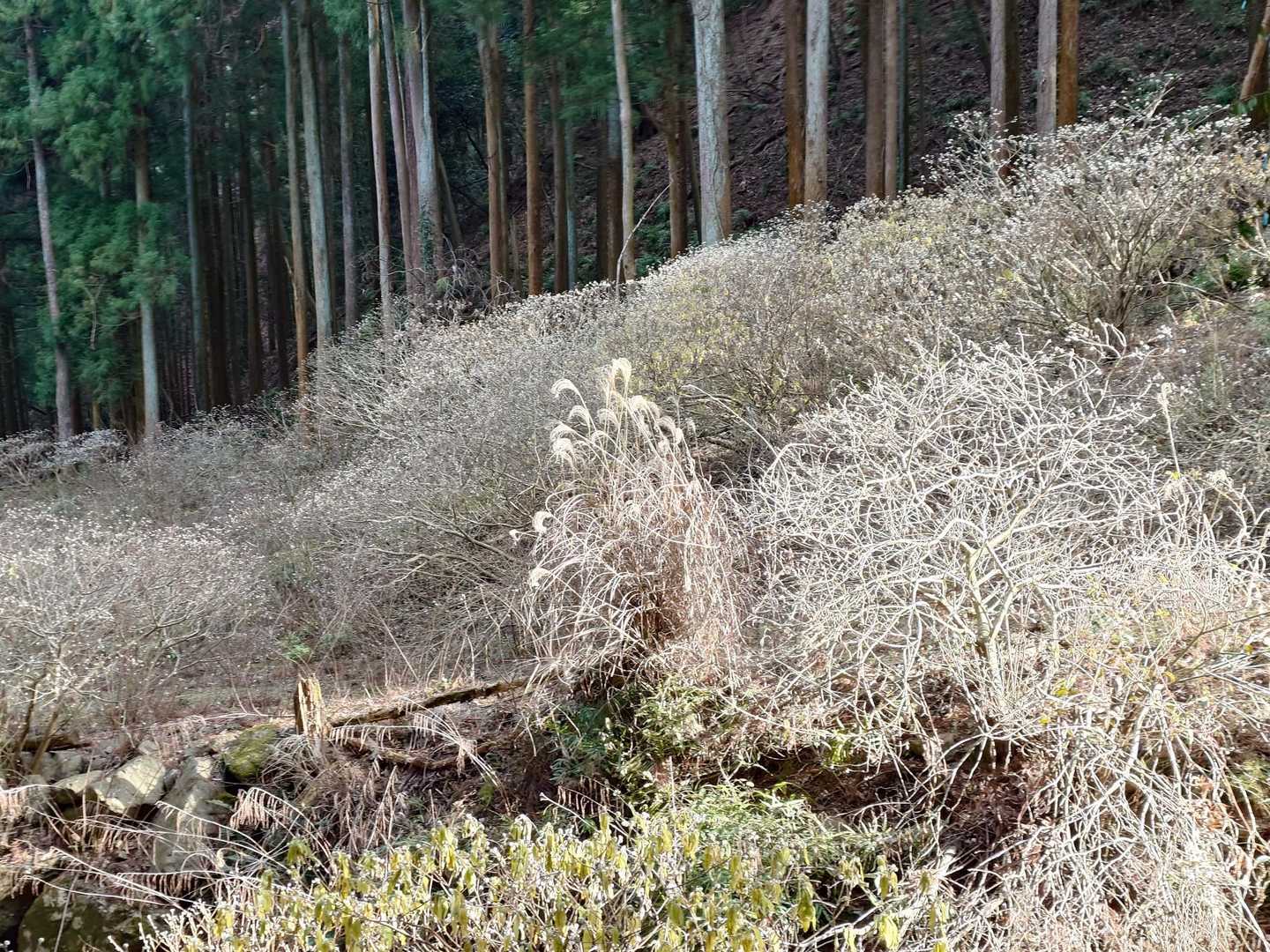 もう少しで黄色いボンボンが咲き誇るだろうな